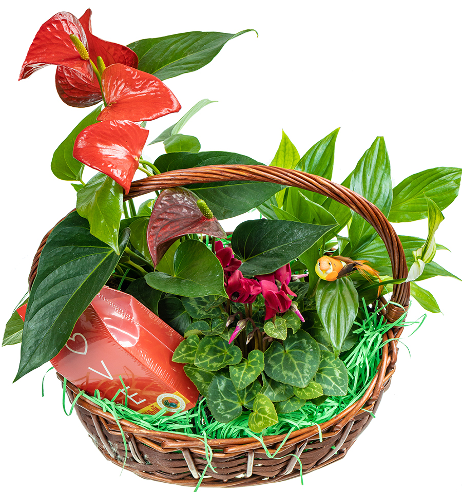 Корзина с комнатными растениями "Алые паруса"